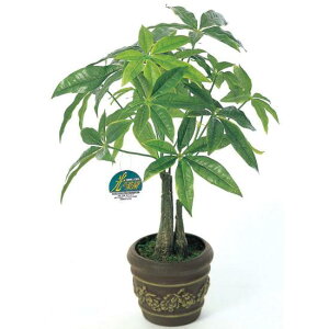 パキラ 観葉植物の人気商品 通販 価格比較 価格 Com