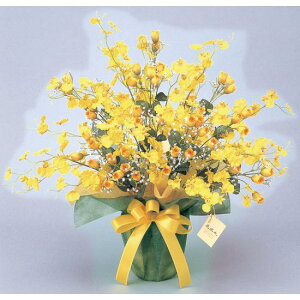 G} lHϗtA  S[hXgCN (60cm) Xܗpi G} lHϗtAEԁEtFCNO[ tA(I)