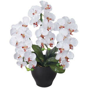 G} lHϗtA  v~AӒW/AB (68cm) Xܗpi G} lHϗtAEԁEtFCNO[ lHӒ