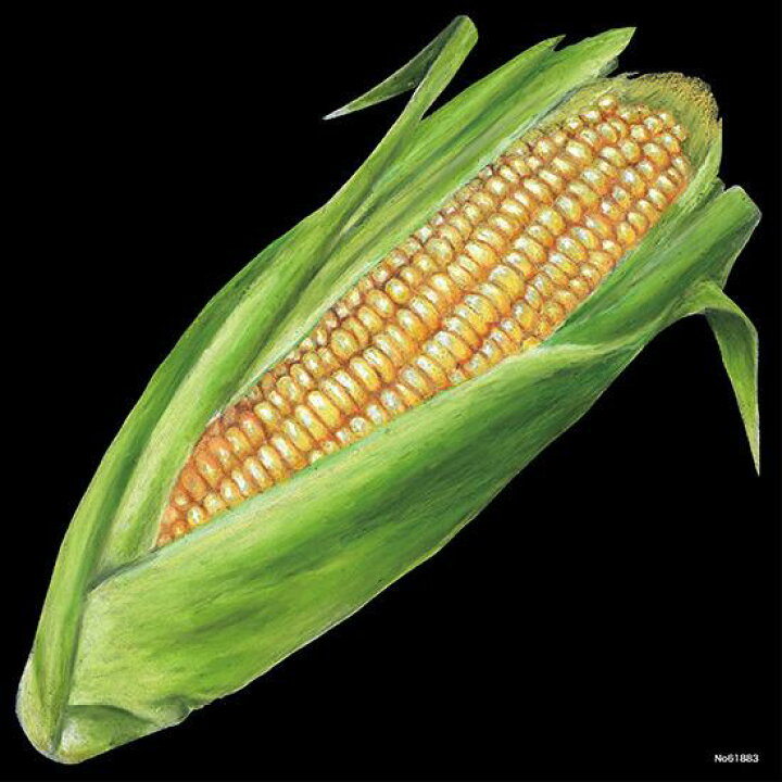 楽天市場 デコシール トウモロコシ サイズ ミニ W100 H100 販促pop 看板 ボード用デコレーションシール 野菜イラスト サインモール 楽天市場店
