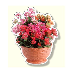 tHgWCV[ t[oXPbg JRG (915-75) SpiEHŔ ۈpiEHpi W