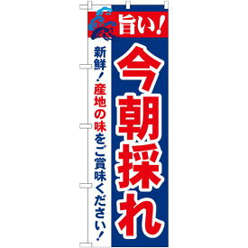 のぼり旗 旨い!今朝採れ (21689) ネコポス便 寿司・海鮮 鮮魚直送・直売