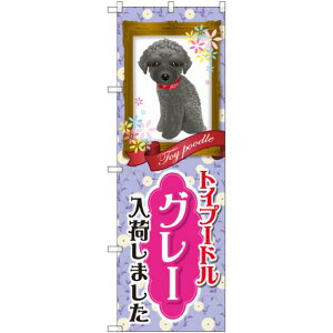 のぼり旗 トイプードル グレー 入荷しました (GNB-2567) ネコポス便 業種別 ペットショップ 犬・猫・小動物