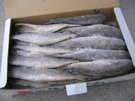 送料無料北海道根室産 氷下魚(こまい)一夜干　1kg（Lサイズ・20尾前後）