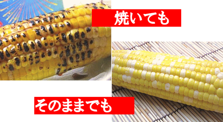 楽天市場 送料無料 北海道産レトルトとうもろこし優味 ゆうみ 5本 北海道四季工房