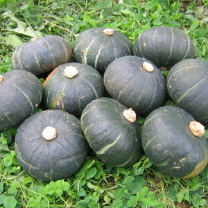 kCY V(IV)ڂ4kg (10`12)@1330`400gy9{Jnz