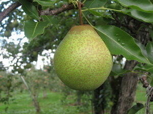 �痼�� 10Kg�i25�ʑO��j�o�׊��� 10�����{�`10�����{�k�C���t���[�c�̗�������������