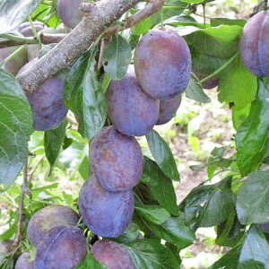 �k�C���Y �v���[�� �X�^�����C(���ʎ�) 1kg(500g×2)�������� ���Y�������o�׊��� 9�����{