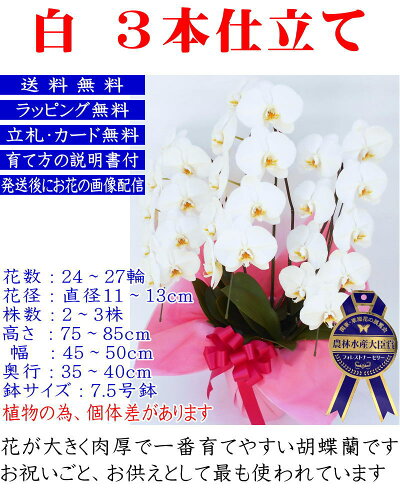 胡蝶蘭3本立ち大輪お祝い開店祝開院祝開業祝当選祝白胡蝶蘭専門農家の神奈川県平塚市から生産直売胡蝶蘭3本立ち大輪お祝い胡蝶蘭お供え叙勲就任退職還暦米寿新築誕生日花ギフト母の日父の日敬老の日移転祝胡蝶蘭3本立ち大輪