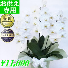 楽天市場 お供え 初盆 鉢花 花 観葉植物 花 ガーデン Diyの通販