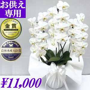 生花 蘭の人気商品 通販 価格比較 価格 Com 生花 蘭の人気商品 通販 価格比較 価格 Com