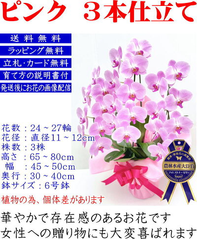 胡蝶蘭3本立ち大輪お祝い開店祝開院祝開業祝当選祝白胡蝶蘭専門農家の神奈川県平塚市から生産直売胡蝶蘭3本立ち大輪お祝い胡蝶蘭お供え叙勲就任退職還暦米寿新築誕生日花ギフト母の日父の日敬老の日移転祝胡蝶蘭3本立ち大輪
