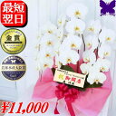 3本立ち 開店祝い 胡蝶蘭 開店花 ★1000円OFFクーポン発行中11/30まで★ 白 お祝い 蘭 祝花 祝い花 開店祝い 開院祝い 開業祝い 移転祝い 就任祝い 当選祝い 受章祝い 栄転祝い 昇進祝い 退職祝い お供え 叙勲 還暦 米寿 新築 誕生日 花ギフト 母の日 お盆 お悔やみ 花