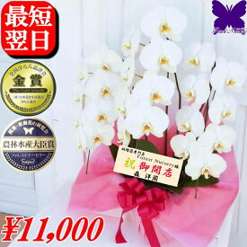 3本立ち 開店祝い 胡蝶蘭 開店花 ★1000円OFFクーポン発行中12/27まで★ 白 お祝い 蘭 祝花 祝い花 開店祝い 開院祝い 開業祝い 移転祝い 就任祝い 当選祝い 受章祝い 栄転祝い 昇進祝い 退職祝い お供え 叙勲 還暦 米寿 新築 誕生日 花ギフト 母の日 お盆 お悔やみ 花