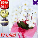 胡蝶蘭 お祝い 開店祝い 3本立ち ★1000円OFFクーポン発行中11/30まで★ 大輪 白 ギフト 御祝 開店祝い 開院祝い 開業祝い 移転祝い 就任祝い 当選祝い 受章祝い 栄転祝い 昇進祝 退職祝 お供え 御供 叙勲 還暦 米寿 新築 誕生日 花ギフト 母の日 胡蝶蘭 送料無料 お盆