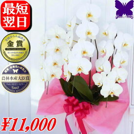 胡蝶蘭 お祝い 開店祝い 3本立ち ★1000円OFFクーポン発行中11/30まで★ 大輪 白 ギフト 御祝 開店祝い 開院祝い 開業祝い 移転祝い 就任祝い 当選祝い 受章祝い 栄転祝い 昇進祝 退職祝 お供え 御供 叙勲 還暦 米寿 新築 誕生日 花ギフト 母の日 胡蝶蘭 送料無料 お盆