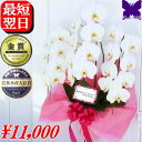 胡蝶蘭 お祝い お供え ★1000円OFFクーポン発行中11/30まで★ 白 3本立ち 大輪 24輪 開店のお祝い 開院のお祝い 開業のお祝い 当選のお祝い 叙勲のお祝い 栄転のお祝い 昇進のお祝い 就任のお祝い 胡蝶蘭 退職 還暦米寿 誕生日 花ギフト 母の日 移転祝 お中元 お歳暮