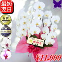 3本 胡蝶蘭 開店祝い 白 白赤 赤リップ ★クーポン発行中★ 開店花 お祝い 蘭 祝花 開店祝 開院祝い 開業祝い 移転祝い 就任祝い 栄転祝い 昇進祝い 退職祝い 当選祝い 受章祝い お供え 叙勲 還暦 米寿 新築 誕生日 花ギフト 母の日 お盆 お悔やみ 花