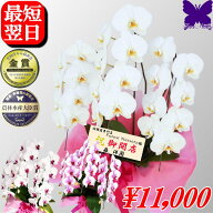 胡蝶蘭 3本 開店祝い ★今だけ10％OFF★ 白 白赤 さくら姫 開店花 お祝い お供え 蘭 祝花 開店祝 開院祝…
