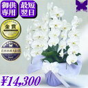 ★11/30まで使える1000円OFFクーポン発行中★胡蝶蘭 初盆 法事 お供え花 供花 御供 お悔やみ 枕花 仏花 献花 忌 お盆 お彼岸 新盆 3本立ち27輪 花 おそなえ 通夜 葬儀 告別式 法要 仏事 仏壇 命日 ご供養 胡蝶蘭専門農家の生産直売 神奈川県平塚市から胡蝶蘭を直送 胡蝶蘭 白