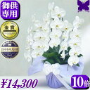 お供え専用 胡蝶蘭 法事 お供え花 ★クーポン発行中★ 供花 御供 お悔やみ 枕花 仏花 献花 忌 お盆 お彼岸 新盆 大輪 胡蝶蘭 白 3本立ち 27輪 花 葬儀 告別式 法要 仏壇 命日 ご供養 胡蝶蘭専門農家の生産直売 神奈川県平塚市から胡蝶蘭を直送