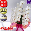 3本立ち 胡蝶蘭 5本立ち ★2000円OFFクーポン発行中1/31まで★ 大輪 白 開店祝い ギフト お祝い 御祝 開店祝い 開院祝い 開業祝い 移転祝い 就任祝い 当選祝い 受章祝い 栄転祝い 昇進祝 退職祝 お供え 御供 叙勲 還暦 米寿 新築 誕生日 花ギフト 母の日 送料無料 お盆