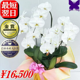 5本立ち 胡蝶蘭 3本立ち ★クーポン発行中★ 大輪 白 開店祝い お祝い 御祝 開店祝い 開院祝い 開業祝い 移転祝い 就任祝い 当選祝い 受章祝い 栄転祝い 昇進祝 退職祝 ギフト お供え 御供 叙勲 還暦 米寿 新築 誕生日 花ギフト 母の日 送料無料 お盆