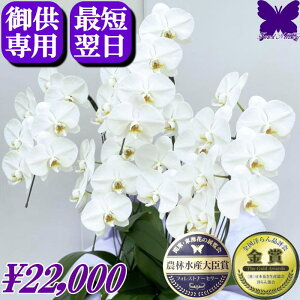 10/31܂Ŏg2000~OFFN[|p Ӓ 3{ 5{   䋟 yŒZ͂z @  y     ~ ފ   V~ ~ Ȃ 