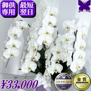 p Ӓ  2000~OFFN[|s12/27܂Ł  䋟 yŒZ͂z @  5{     ~ ފ   V~ ~ Ȃ V ʎ 