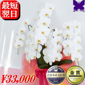 胡蝶蘭 5本立ち お祝い ★11/30まで使える2000円OFFクーポン発行中★ 開店祝 開院祝 開業祝 当選祝 叙勲祝 栄転祝 昇進祝 白 胡蝶蘭 41〜45輪 お祝い お供え 開店祝 開院祝 胡蝶蘭専門店フォレストナーサリー 森洋蘭 胡蝶蘭 叙勲 就任 退職 還暦 新築 誕生日 花ギフト お中元