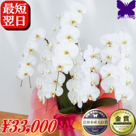 胡蝶蘭 5本立ち お祝い ★クーポン発行中★ 開店祝 開院祝 開業祝 当選祝 叙勲祝 栄転祝 昇進祝 白 胡蝶蘭 41〜45輪 お祝い お供え 開店祝 開院祝 胡蝶蘭専門店フォレストナーサリー 森洋蘭 胡蝶蘭 叙勲 就任 退職 新築 誕生日 花ギフト お中元 3本立ち