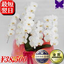 5本立ち 3本立ち 胡蝶蘭 お祝い 開店祝 ★3000円OFFクーポン発行中3/19まで★ 開院祝 開業祝 当選祝 叙勲祝 栄転祝 昇進祝 白 胡蝶蘭46〜50輪大輪 お祝い 胡蝶蘭 お供え 叙勲 就任 退職 還暦 米寿 新築 誕生日 花 ギフト 移転祝 胡蝶蘭 花屋 送料無料 贈答品プレミアム