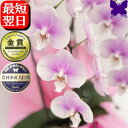 お祝い 誕生日 胡蝶蘭 2本立 4980円 (12～16輪) 開店祝 開業祝 開院祝 胡蝶蘭 お祝い お供え 胡蝶蘭 開店祝 当選祝 胡蝶蘭専門店フォレストナーサリー 森洋蘭 お盆 お彼岸 叙勲祝就任祝進発着任退職還暦米寿新築祝 胡蝶蘭 花ギフト 母の日 敬老 送料無料 ピンク