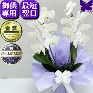 胡蝶蘭 お悔やみの人気商品・通販・価格比較 - 価格.com