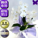 お供え専用 胡蝶蘭 供花 お供え花 御供 画像配信あり 大輪 白 3本立ち 18輪 あす楽 枕花 仏花 献花 お盆 お彼岸 花 供花 新盆 初盆 おそなえ 通夜 葬儀 告別式 法要 仏事 仏壇 命日 供養 胡蝶蘭専門農家の生産直売 神奈川県平塚市から胡蝶蘭を直送