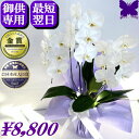お供え専用 胡蝶蘭 ★500円OFFクーポン発行中12/27まで★ 供花 お供え花 御供 画像配信あり 大輪 白 3本立ち 18輪 枕花 仏花 献花 お盆 お彼岸 花 供花 新盆 初盆 葬儀 告別式 法要 仏事 仏壇 命日 供養 胡蝶蘭専門農家の生産直売 神奈川県平塚市