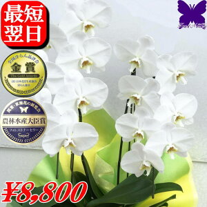 Ӓ JX̂j J@̂j 500~OFFN[|s12/27܂Ł JƂ̂j Îj Mjh]j ij ACj Ӓ 3{  18 j  