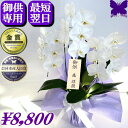 お供え専用 胡蝶蘭 ★500円OFFクーポン発行中11/30まで★ 供花 お供え花 御供 画像配信あり 大輪 白 3本立ち 18輪 枕花 仏花 献花 お盆 お彼岸 花 供花 新盆 初盆 葬儀 告別式 法要 仏事 仏壇 命日 供養 胡蝶蘭専門農家の生産直売 神奈川県平塚市