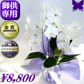 お供え専用 胡蝶蘭 遠くの方のお供えやお盆にも最適 ★クーポン発行中★ 供花 お供え花 御供 画像配信あり 大輪 白 3本立ち 18輪 枕花 仏花 献花 お盆 お彼岸 花 供花 新盆 初盆 葬儀 告別式 法要 仏事 仏壇 命日 供養 胡蝶蘭専門農家の生産直売 神奈川県平塚市