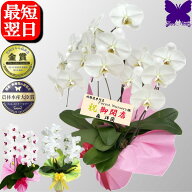 胡蝶蘭 お祝い お供え 【スーパーSALE 最大25%OFF】 クーポンも！ 開店祝 開業祝 開院祝 お供え 3本立 2…