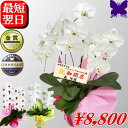 胡蝶蘭 お祝い 開店祝 開業祝 開院祝 お供え 画像配信あり 3本立 2本立 大輪 白 白赤 就任祝 退職祝 胡蝶蘭 お祝い 胡蝶蘭 開店祝 当選祝 叙勲祝 進発祝 還暦祝 米寿祝 新築祝 花ギフト 生産直売 胡蝶蘭専門店 森洋蘭