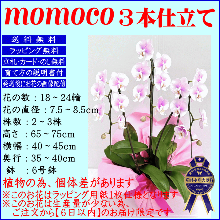 楽天市場】胡蝶蘭 開店のお祝い 開院のお祝い ☆500円OFFクーポン発行