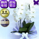 お供え専用 胡蝶蘭 供花 お供え花 御供 画像配信あり 大輪 白 3本立ち あす楽 枕花 仏花 献花 お盆 お彼岸 花 供花 新盆 初盆 おそなえ 通夜 葬儀 告別式 法要 仏事 仏壇 命日 供養 胡蝶蘭専門農家の生産直売 神奈川県平塚市から胡蝶蘭を直送