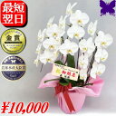 胡蝶蘭 開店祝 開業祝 開院祝 ★1000円OFFクーポン発行中11/30まで★ 画像配信あり 選べるラッピング 白 3本立ち お供え 胡蝶蘭 お祝い 胡蝶蘭 開店祝 当選祝 胡蝶蘭専門店フォレストナーサリー 森洋蘭 叙勲祝 就任祝 進発 着任 退職 還暦 米寿 新築祝 花 ギフト 華甲