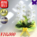 胡蝶蘭 お祝い ★1000円OFFクーポン発行中11/30まで★ 開店祝 開業祝 開院祝 お供え 2本立ち 3本立ち 白 就任祝 退職祝 胡蝶蘭 お祝い 開店祝 当選祝 叙勲祝 進発祝 着任祝 還暦祝 米寿祝 新築祝 花ギフト 胡蝶蘭 生産直売 胡蝶蘭専門店フォレストナーサリー 森洋蘭