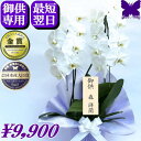 お供え専用 胡蝶蘭 供花 お供え花 御供 ★500円OFFクーポン発行中2/28まで★ 画像配信あり 白 3本立ち 枕花 仏花 献花 お盆 お彼岸 花 供花 新盆 初盆 おそなえ 通夜 葬儀 告別式 法要 仏事 仏壇 命日 供養 胡蝶蘭専門農家の生産直売 神奈川県平塚市から胡蝶蘭を直送
