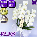 お供え専用 胡蝶蘭 ★500円OFFクーポン発行中12/27まで★ 供花 お供え花 御供 画像配信あり 最短翌日お届け お悔やみ 大輪 胡蝶蘭 白3本立ち 枕花 仏花 献花 お盆 お彼岸 新盆 初盆 葬儀 告別式 法要 仏事 命日 供養 胡蝶蘭専門農家の生産直売 神奈川県平塚市 アレンジ