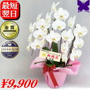 胡蝶蘭 開店祝 開業祝 開院祝 ★500円OFFクーポン発行中12/27まで★ 画像配信あり 選べるラッピング 白 3本立ち お供え 胡蝶蘭 お祝い 胡蝶蘭 開店祝 当選祝 胡蝶蘭専門店フォレストナーサリー 森洋蘭 叙勲祝 就任祝 進発 着任 退職 還暦 米寿 新築祝 花 ギフト 華甲