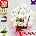 胡蝶蘭 開店祝 開業祝 開院祝★クーポン発行中★ 画像配信あり！ 選べるラッピング 白 3本立ち お供え 胡蝶蘭 お祝い 胡蝶蘭 開店祝 当選祝 胡蝶蘭専門店フォレストナーサリー 森洋蘭 叙勲祝 就任祝 進発 着任 退職 還暦 米寿 新築祝 花 ギフト 華甲