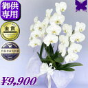 お供え専用 胡蝶蘭 供花 お供え花 御供 ★クーポン発行中★ 画像配信あり 最短翌日お届け お悔やみ 大輪 胡蝶蘭 白3本立ち 枕花 仏花 献花 お盆 お彼岸 新盆 初盆 葬儀 告別式 法要 仏事 命日 供養 胡蝶蘭専門農家の生産直売 神奈川県平塚市 アレンジ
